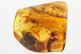 Detailed Fossil Long-Legged Fly (Dolichopodidae) in Baltic Amber #372563-1